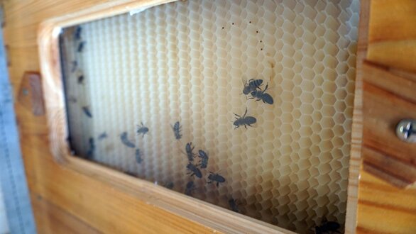 Bienen