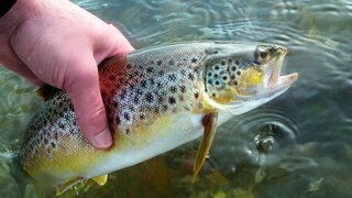 Fisch