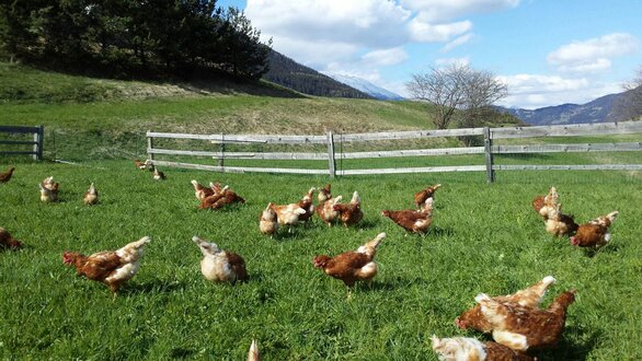 Hühnerfarm