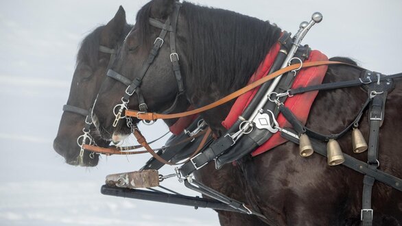 Horses