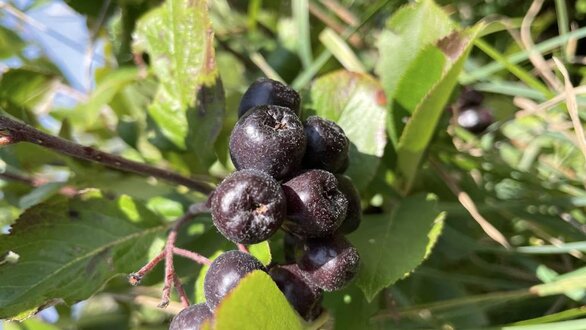 Berries