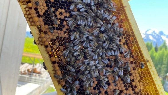 Bees