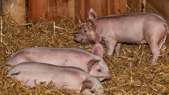 Schweine
