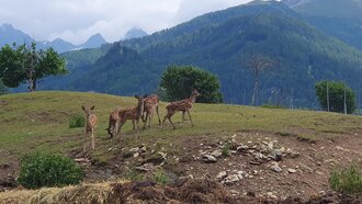 Wildtiergehege Ladis Wildtiergehege Ladis
