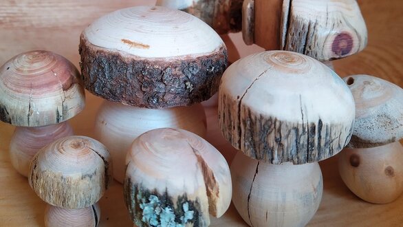 Zierholz mushrooms